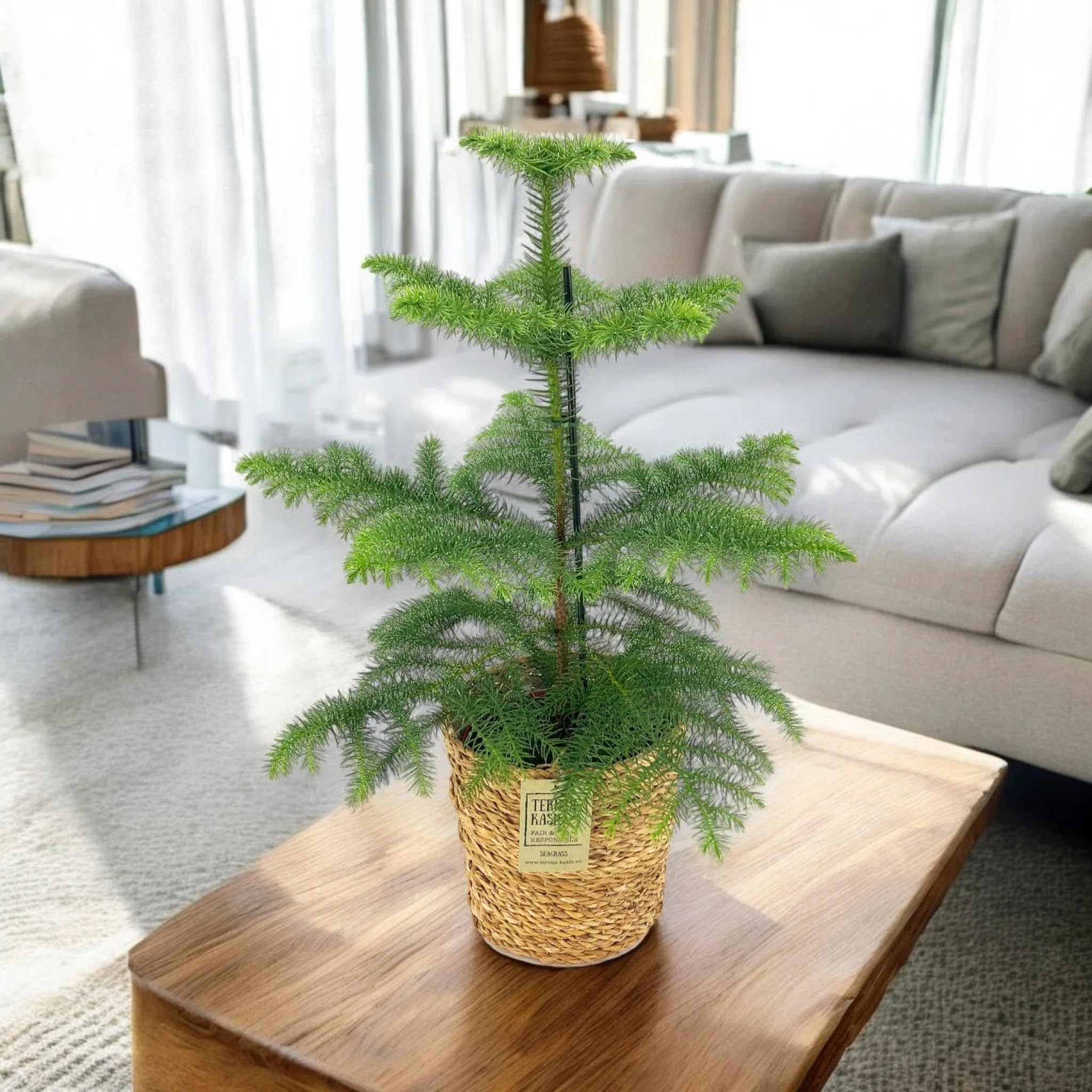 Araucaria Pianta da Interno Ornamentale, Verde, 100 cm, Vaso 21