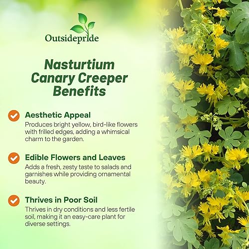 Miniatura 3 de Outsidepride Yellow Canary Creeper - Semillas de capuchina  100 piezas perennes, fáciles de cultivar y versátiles, semillas de flores para plantar