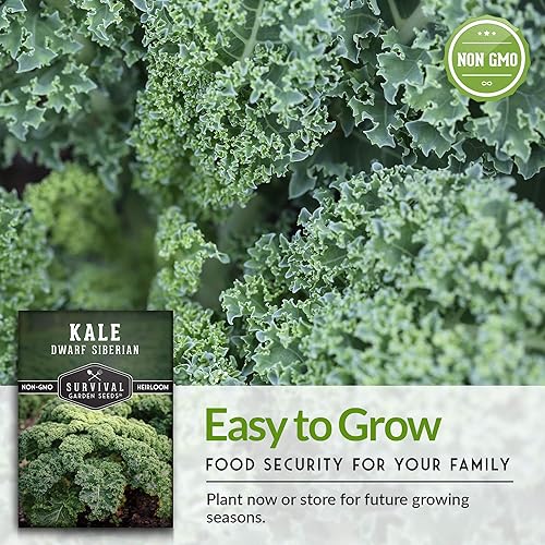 Miniatura 8 de 5 paquetes de semillas de col rizada siberiana enana para plantar, paquete con instrucciones para cultivar col rizada ornamental o deliciosa