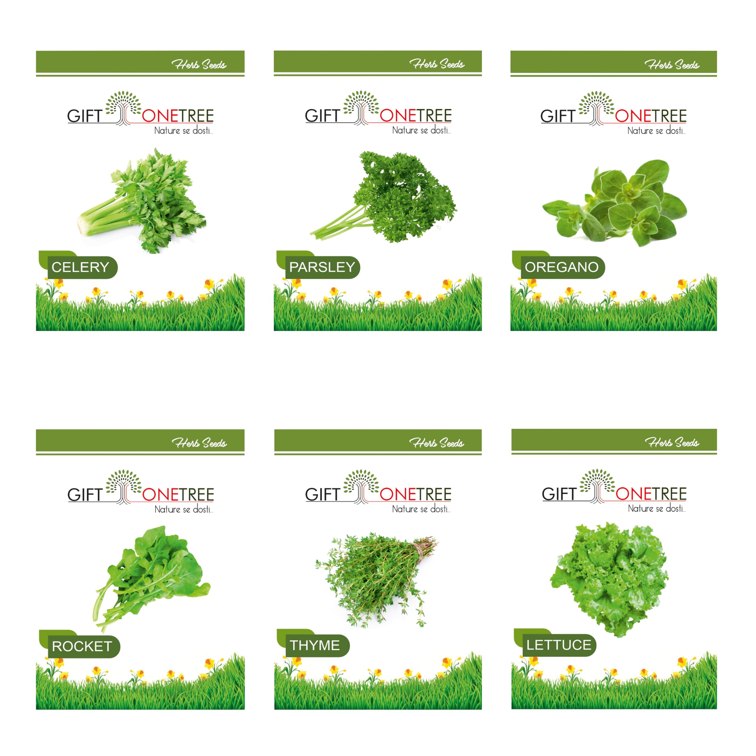 Easy to Grow 6 Herb Seeds Combo | Celery, Oregano, Thyme, Lettuce, Parsley And Rocket | Best Gift for Gardeners and Plant Lovers (Herb Seeds Combo)