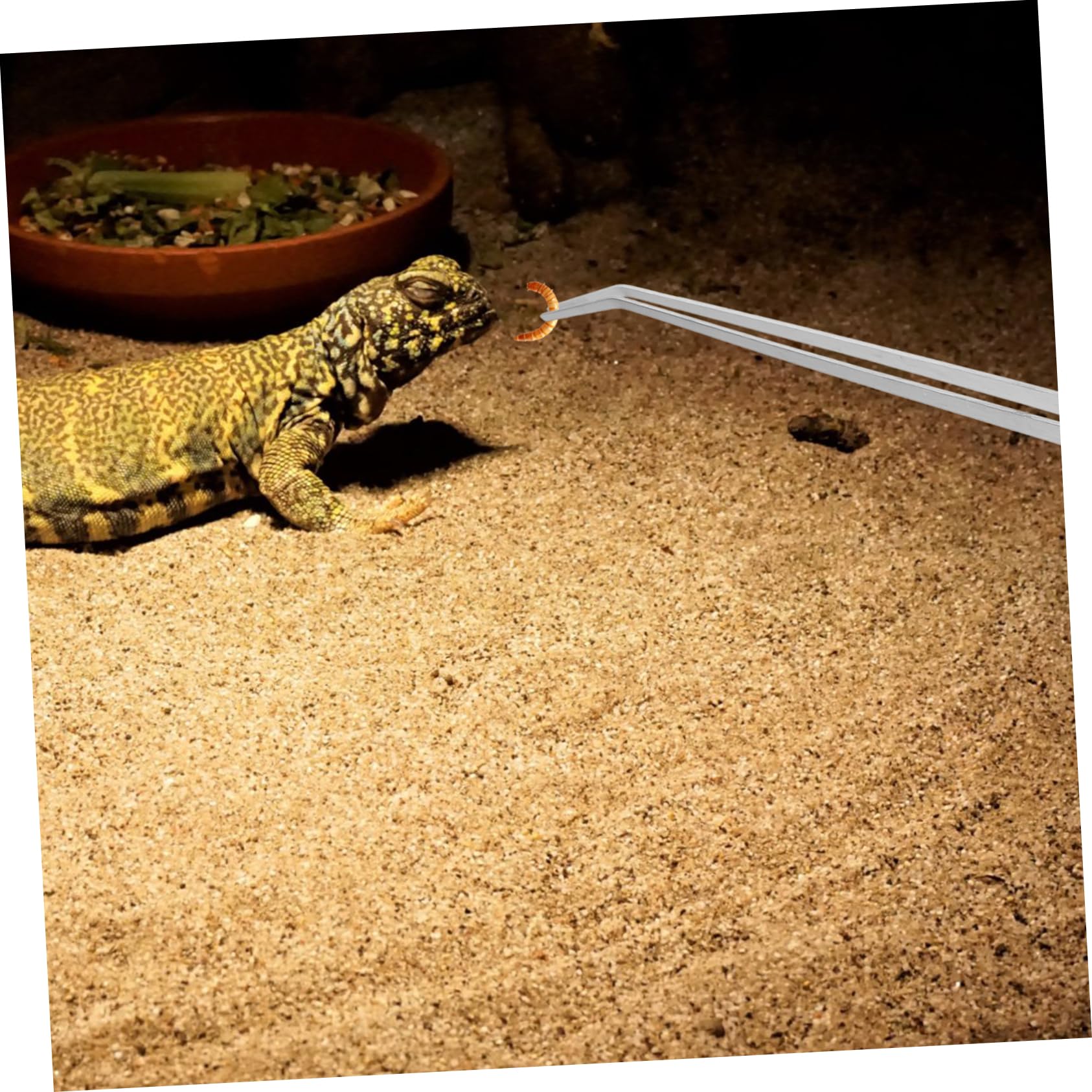 FRCOLOR 2piezas Pinzas Inoxidable Reptiles Alimentación Peceras Antideslizante Mango