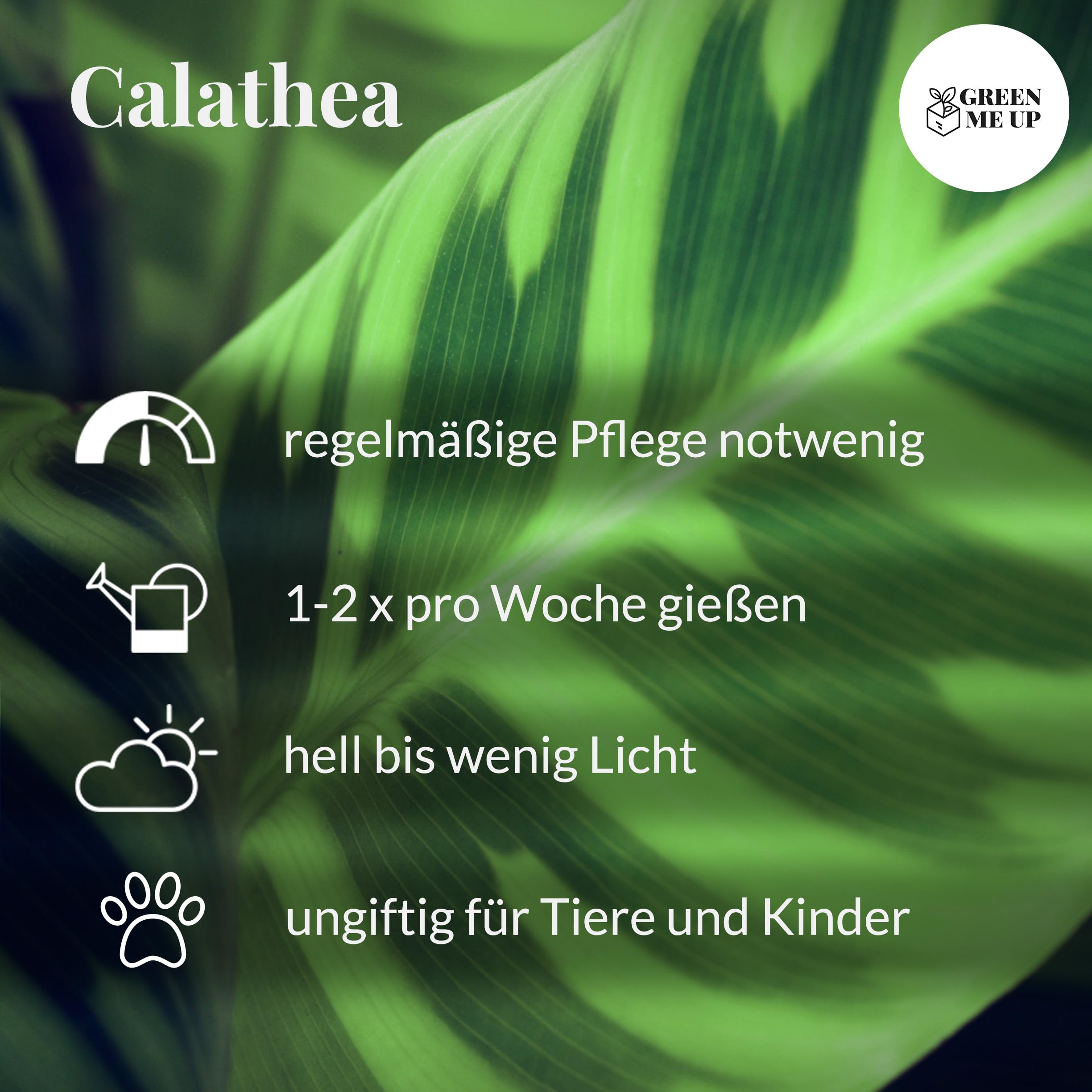 Zimmerpflanze Calathea Triostar No.19 | rosa-weiß-grüne Pflanze 60–70 cm im 19 cm Topf | ungiftig & pflegeleicht | luftreinigend | tropische Pflanze für Katzenfreunde & Wohnräume | Green Me Up