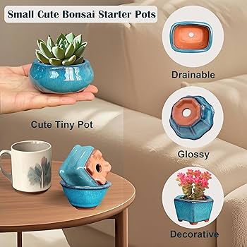 盆栽鉢 琉球盆栽】Ficus microcarpa【小葉 まん丸の古木ガジュマル