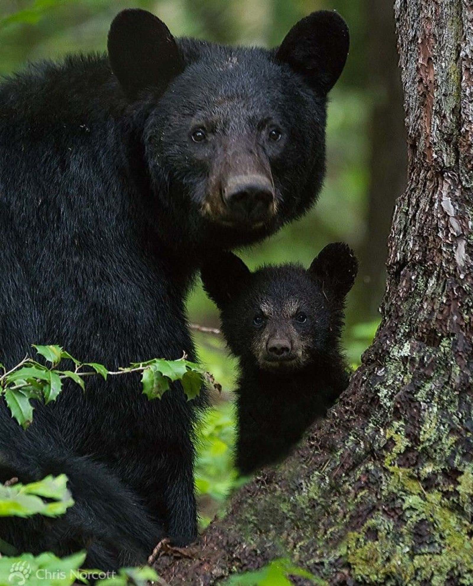 Mosaïque diamant famille ours décoration murale salon pour un intérieur chaleureux