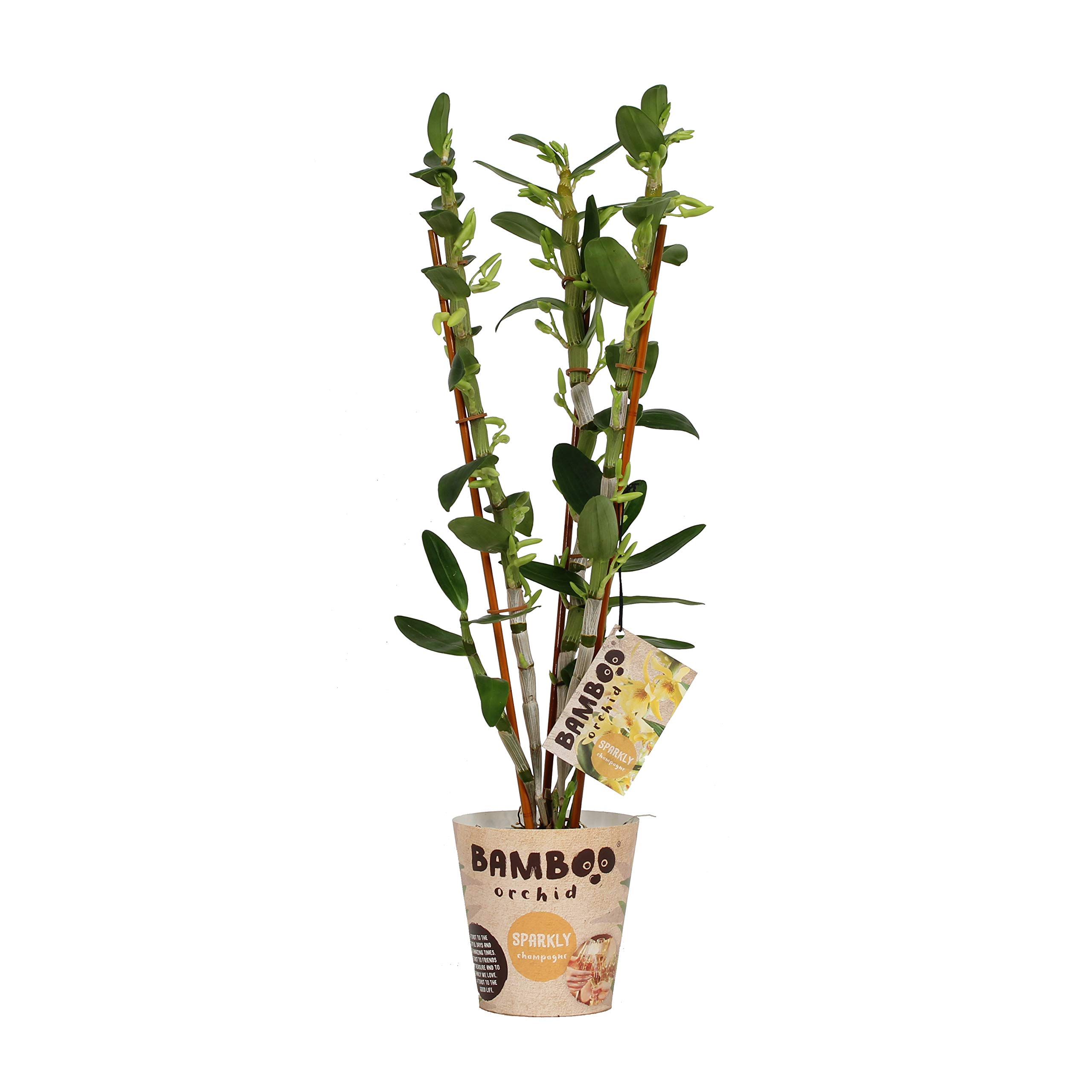 dracaena reflexa care Dracaena Song of Jamaica, Dracaena Reflexa main image 0