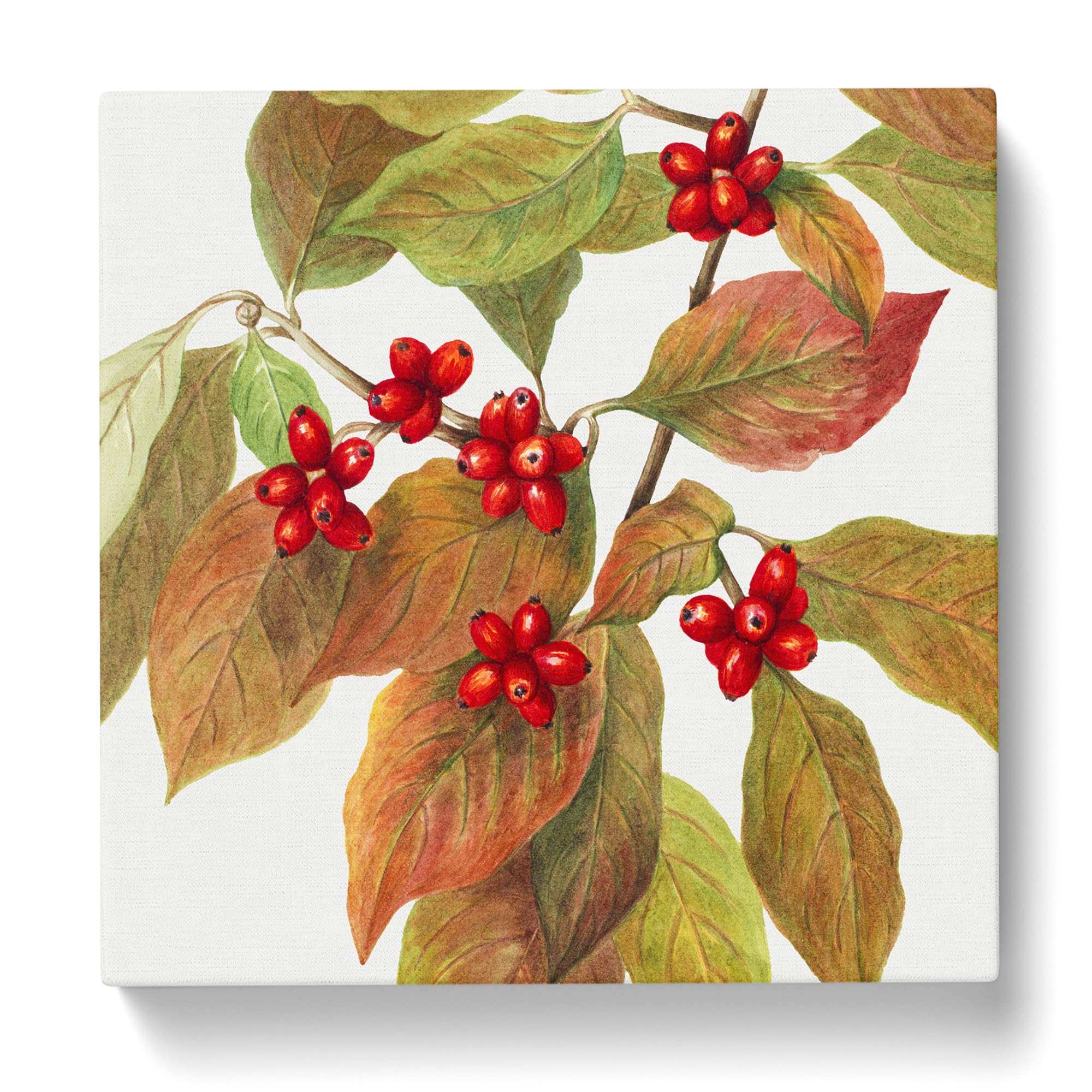 Flowering Dogwood by Mary Vaux Walcott Canvas Print, Mixed, 35L x 35W cm - Image 3