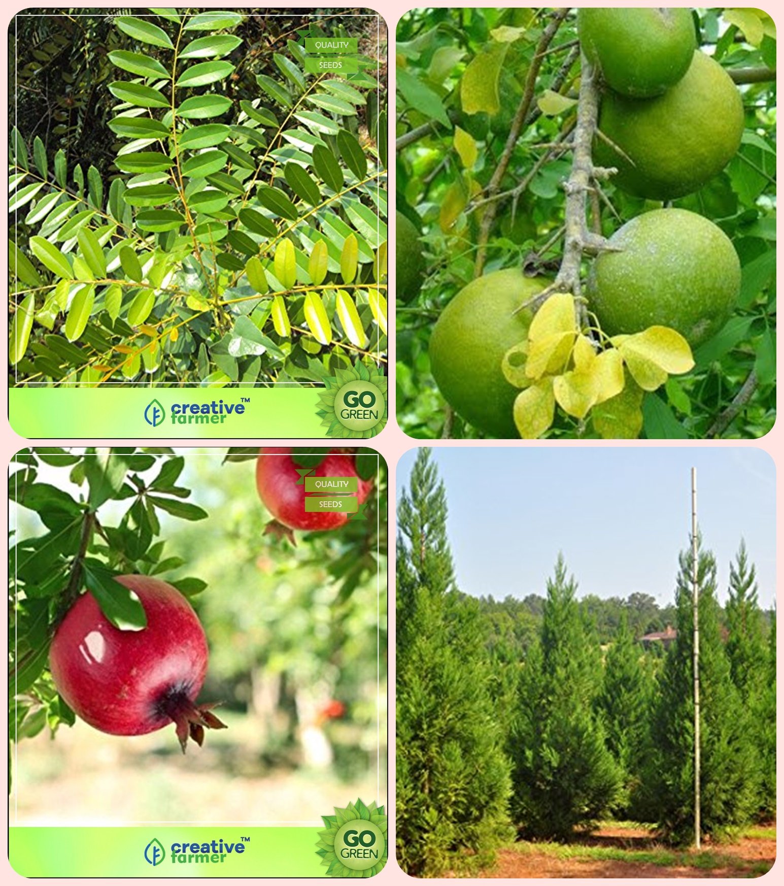 Creative Farmer Tree Seeds Planting Simarouba Glauca(Paradise-Tree),Aegle Marmelos,Pomagranate and Others -1 Packs