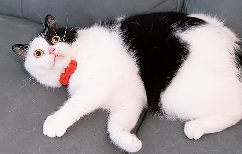 Miniatura 4 de Collar de gato con campana Breakaway Kitten Small Puppy Safety Bow Tie Solid Wedding Basic Color 1 unidad Rojo