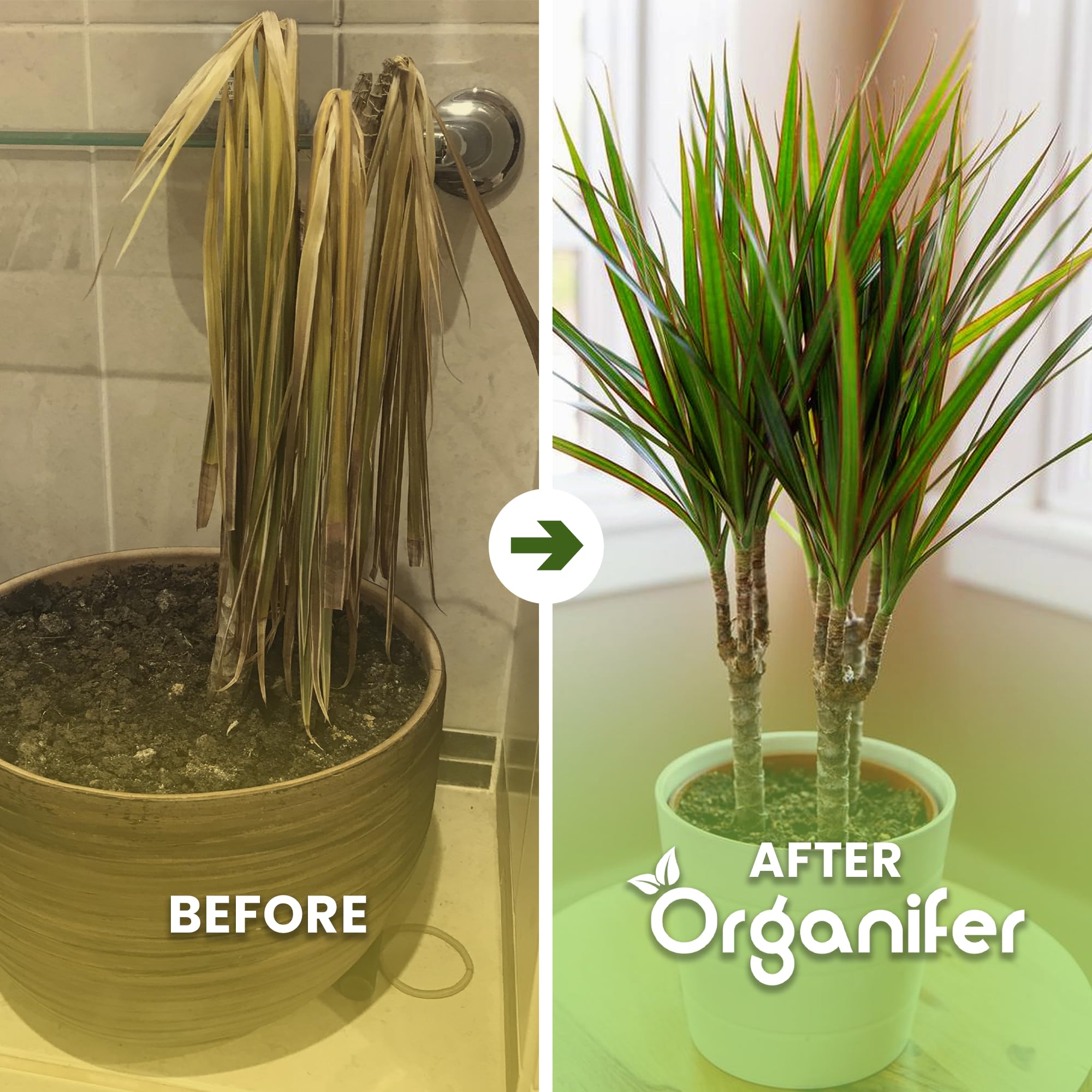 Fertilizante Líquido - 2x1L - Para Dracaena - NPK 2-1-8 | Plantas Sanas Y Hojas Vigorosas - Organifer