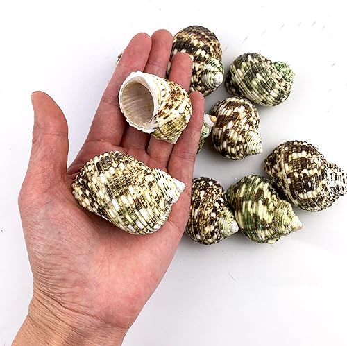 Heyiwell 10PC Natural Green Hermit Crab Shells,Natural Turbo Sea Shell for Hermit Crab Supplies Decor 1.75"~2.5" Inch