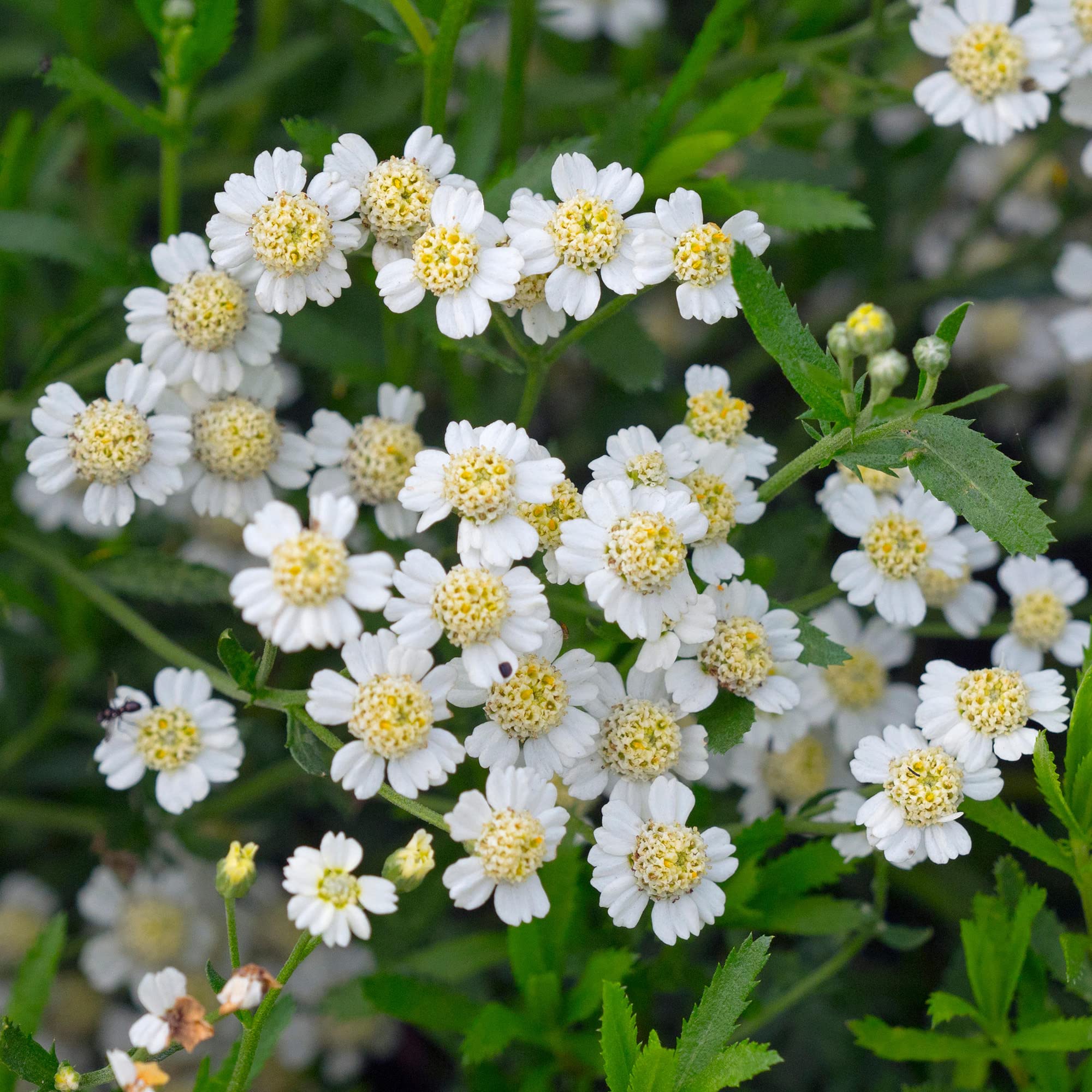 Mace English - Hardy Perennial Aromatic Flowering Outdoor Kitchen Garden Ready Herb Potted Plant (8cm Pot, 5-15cm)