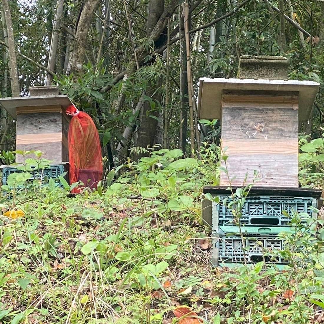 重箱式 待ち箱 ミツバチ 日本みつばち 重箱式 待ち箱 (巣箱) 3段+給餌・