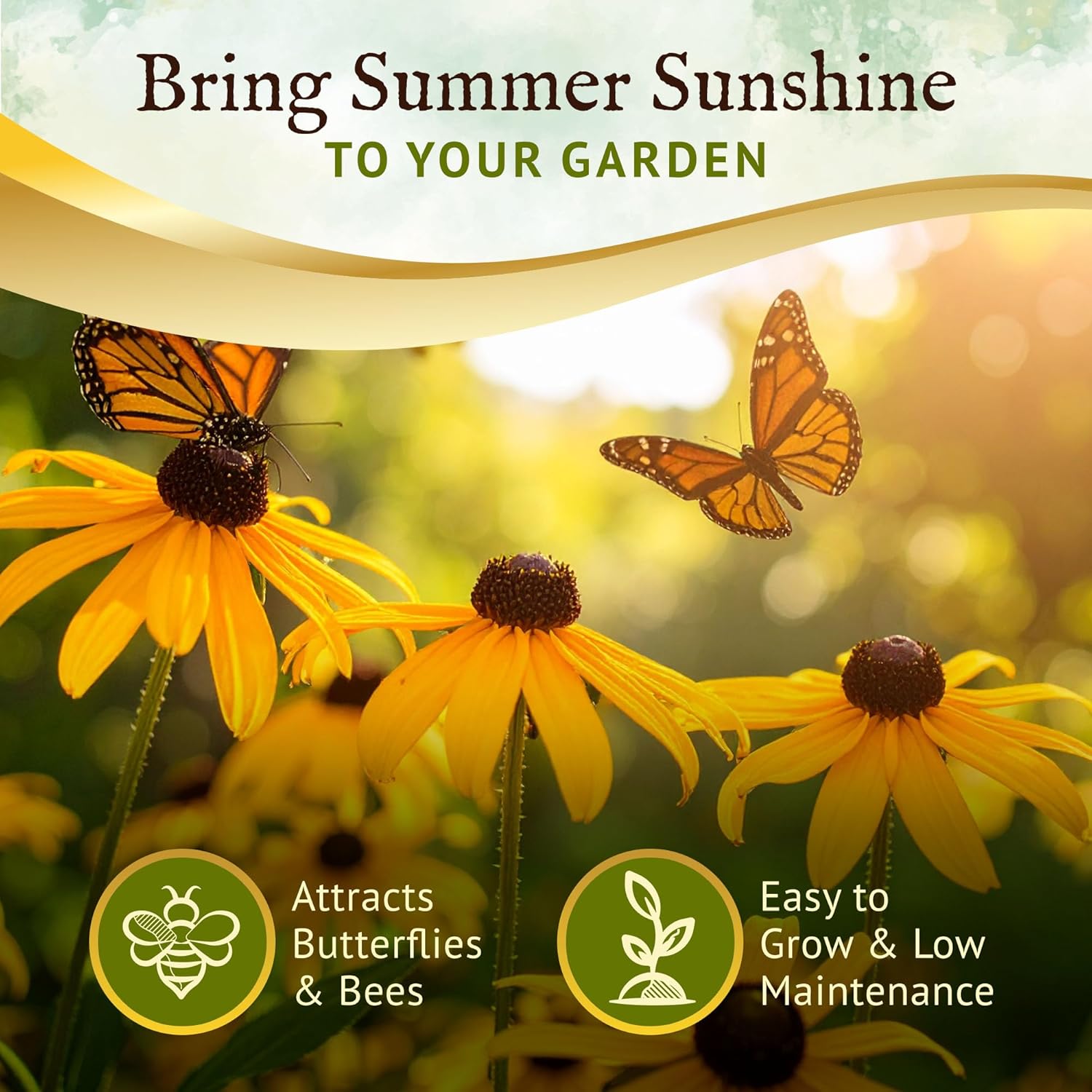 Everwilde Black Eyed Susan Seeds 1 lb – Vigorous Biennial Wildflowers – Butterfly & Pollinator Magnet – Ideal for Gardens, Meadows & Cut Flowers – Gold Vault Jumbo Packet