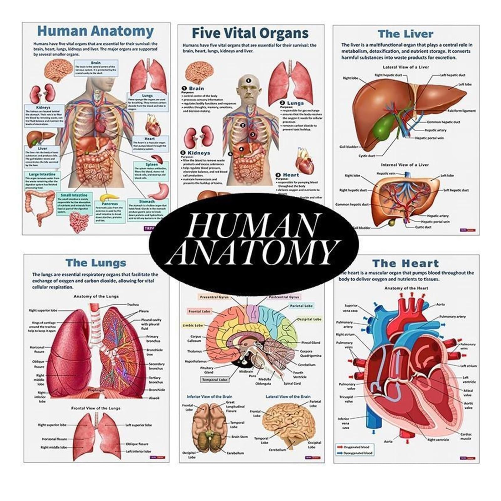 16 Szt. Anatomia Człowieka Plakat Narządy Mózg Wątroba Serce Medycyna Klasa Pokój Biurowy Estetyczny Wystrój Domu