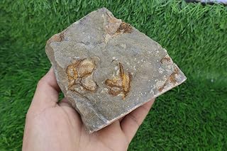 Ophiura Starfish Fossil – Authentic Ordovician Brittle Star Fossil – Natural Fossil from Morocco – Rare Echinoderm Specimen for Collectors A509