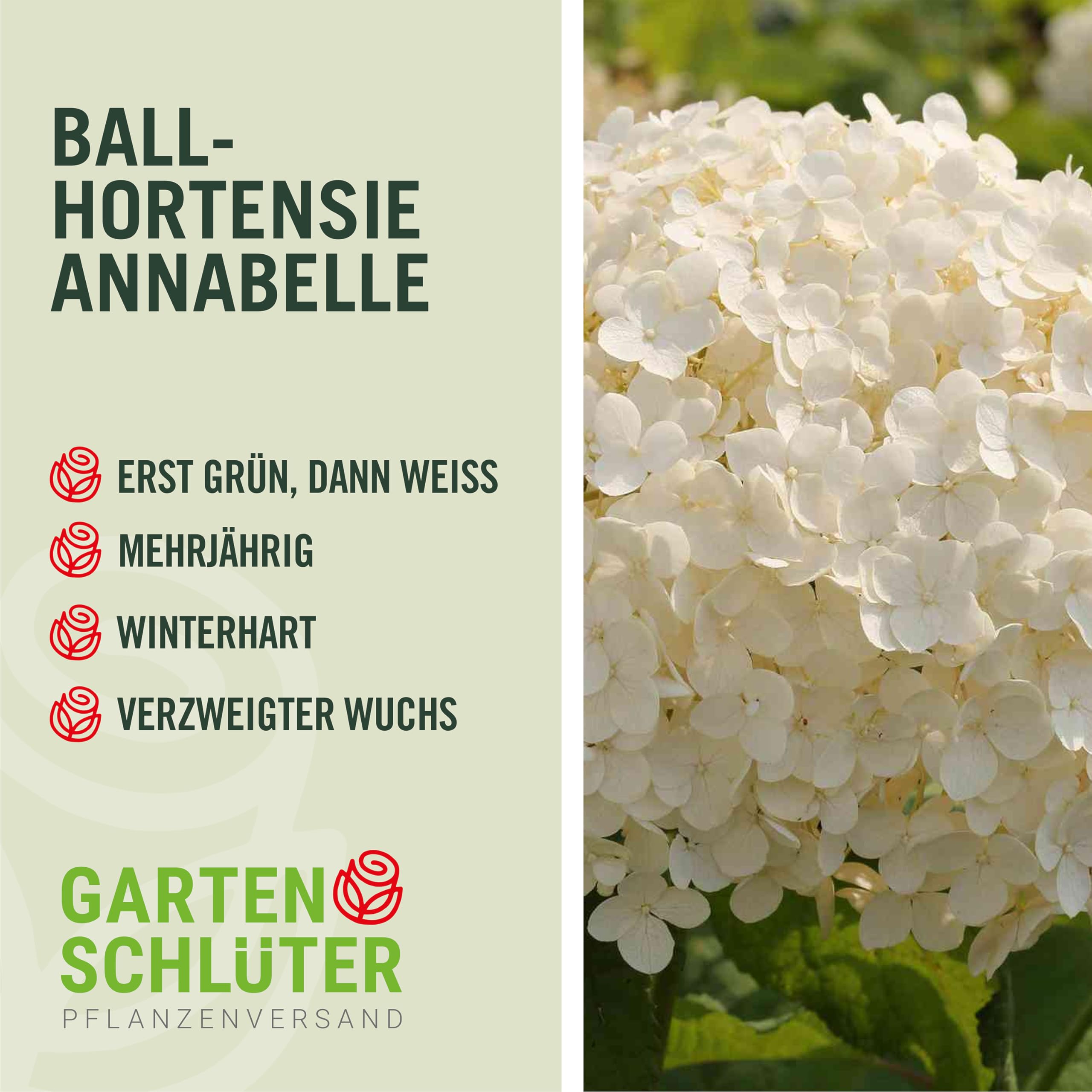 Ballhortensien Annabelle 60-80 cm