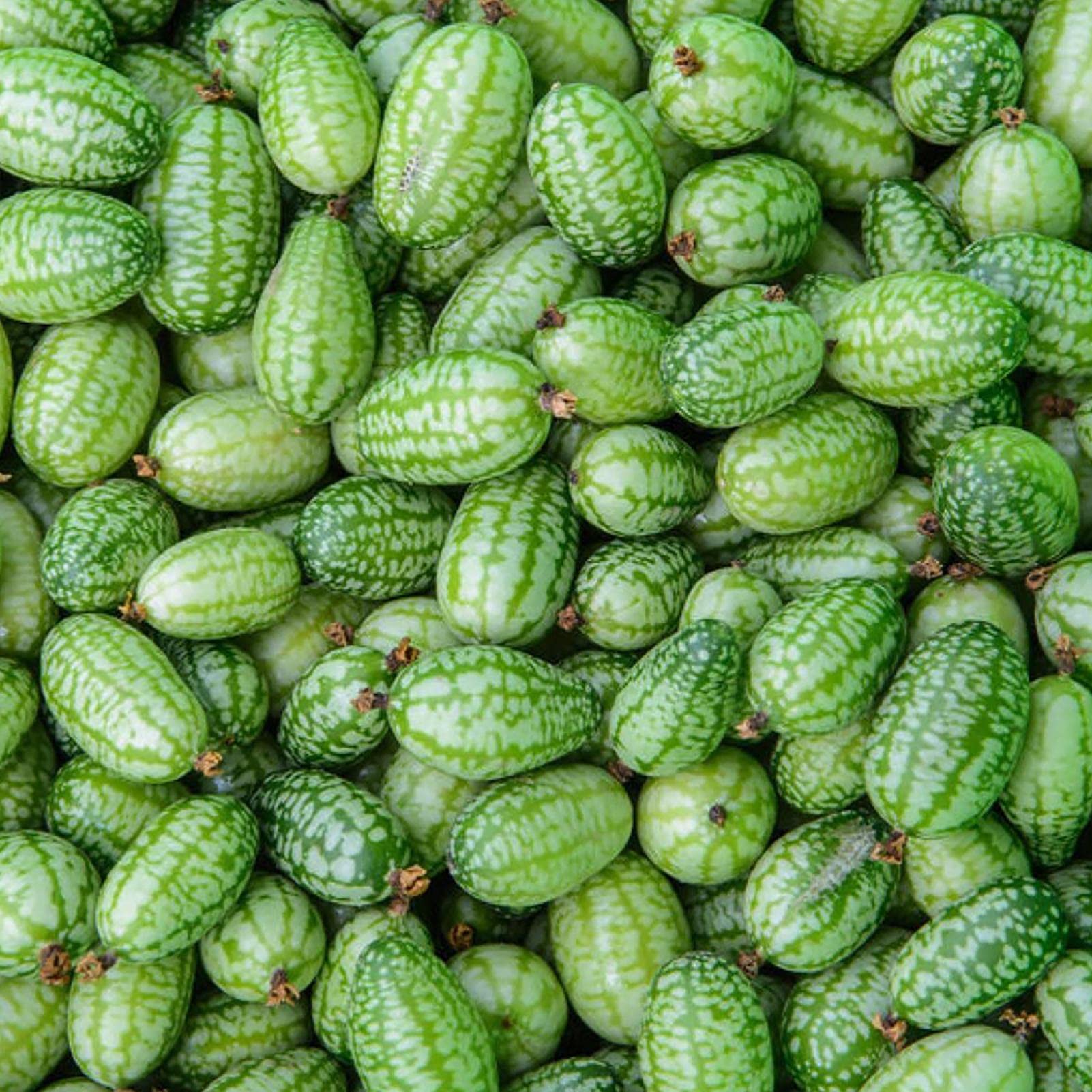100Pcs Cucamelon/Mexican Sour Gherkin Seeds Minin Watermelon Fruit Seeds for Garden Yard Outdoor Planting Cucamelon Seeds