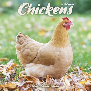 Chickens 2025 Square Wall Calendar | Bird, Wildlife, Farm Calendar ENGLISH EDITION: Original Avonside-Kalender [Mehrsprachig] [Kalender]