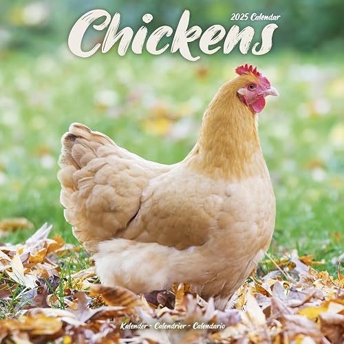 Chickens 2025 Square Wall Calendar | Bird, Wildlife, Farm Calendar ENGLISH EDITION: Original Avonside-Kalender [Mehrsprachig] [Kalender]