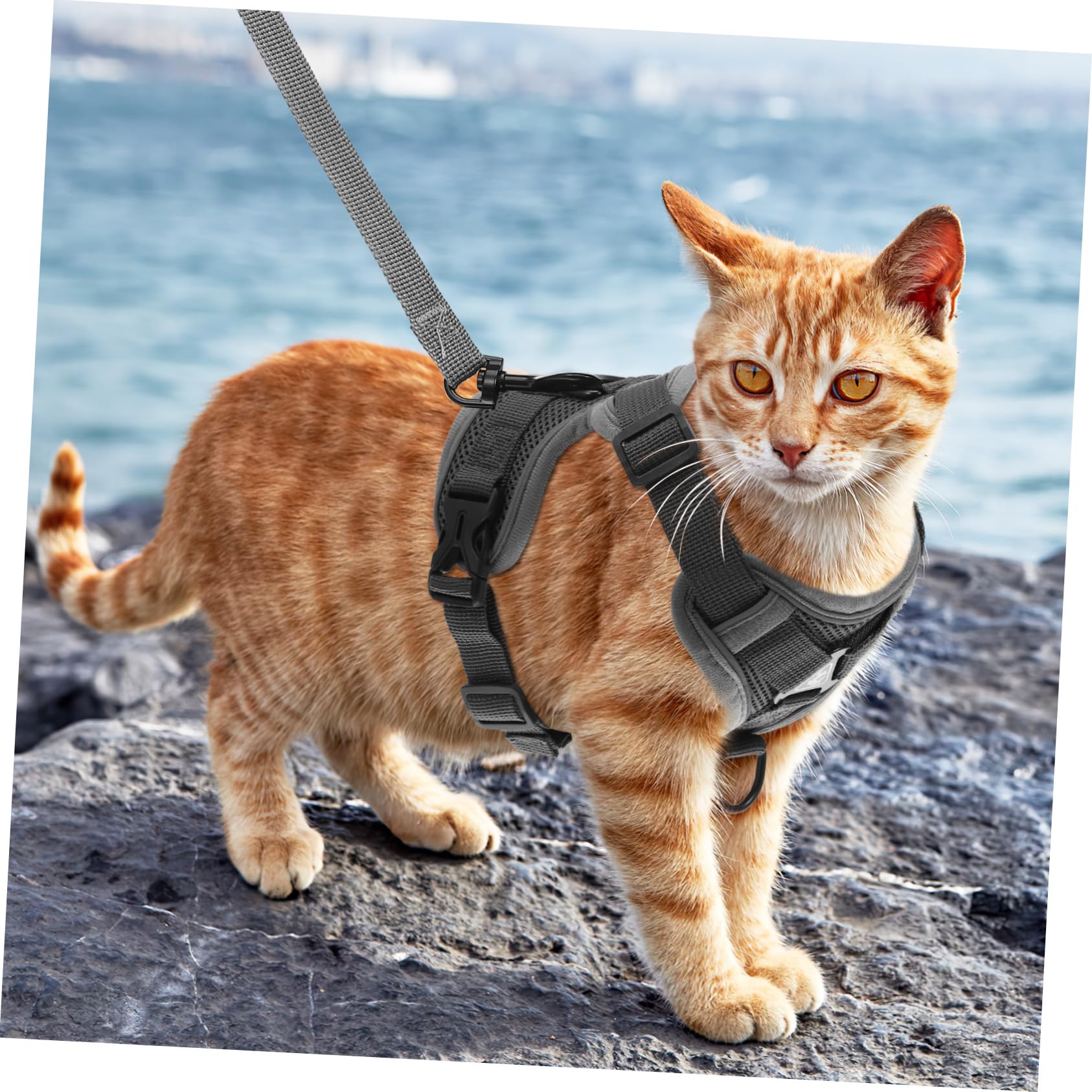 BESPORTBLE 5piezas Arnés para Perros Pequeños y Gatos Arnés Reflectante y Transpirable Correa Diseño y Cómodo para Paseos Al Aire