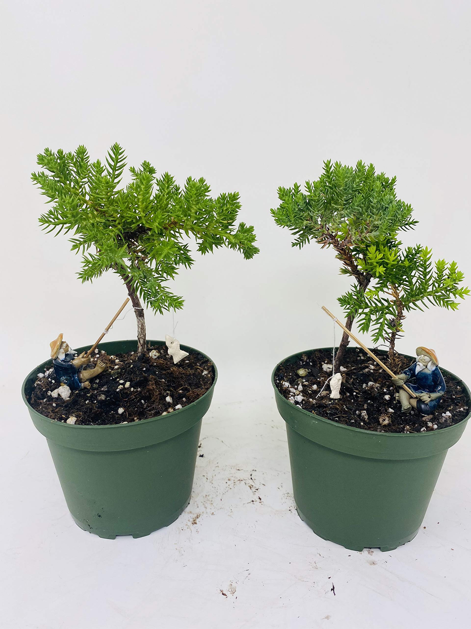 Jmbamboo - Two Tree Bonsai Juniper Garden 4'' Pot with Fishman