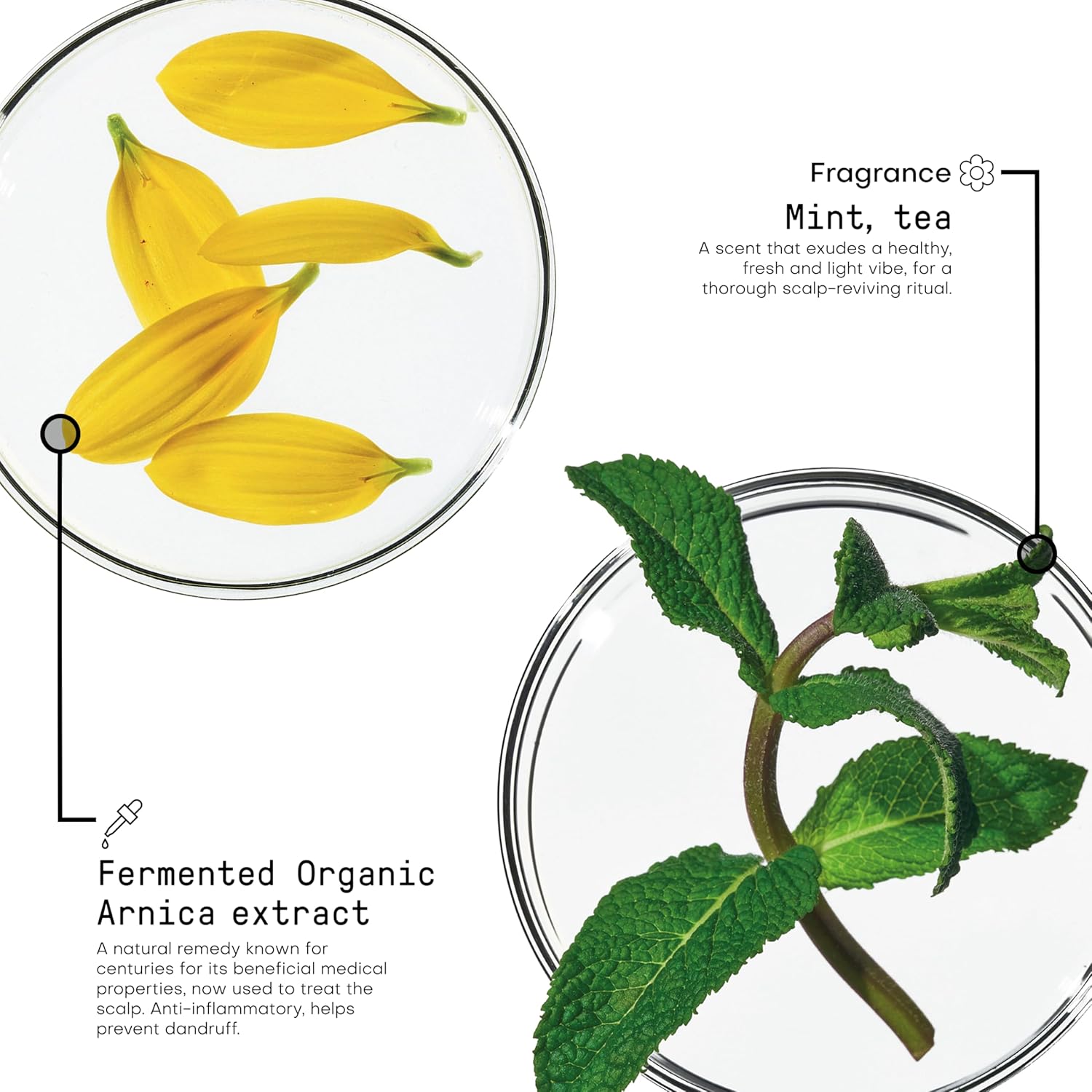 FRAMESI Morphosis Scalp Destress Shampoo 8.4 fl oz, Soothing Shampoo for Sensitive Scalps, Natural Ingredients and pH Balanced - Image 4