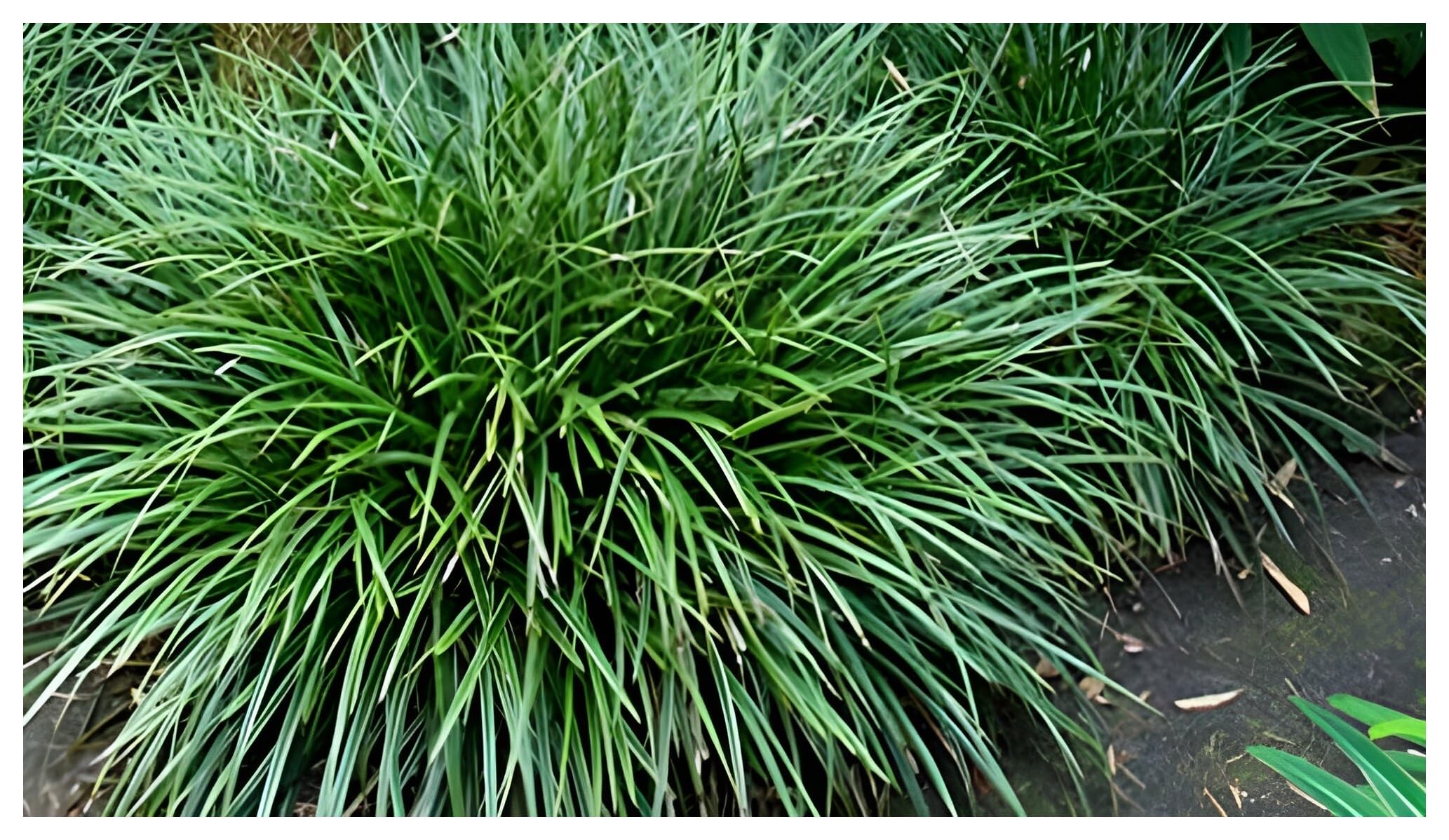 Stauden Gänge 10 x Carex morrowii 'Irish Green' Grüne Japan Segge