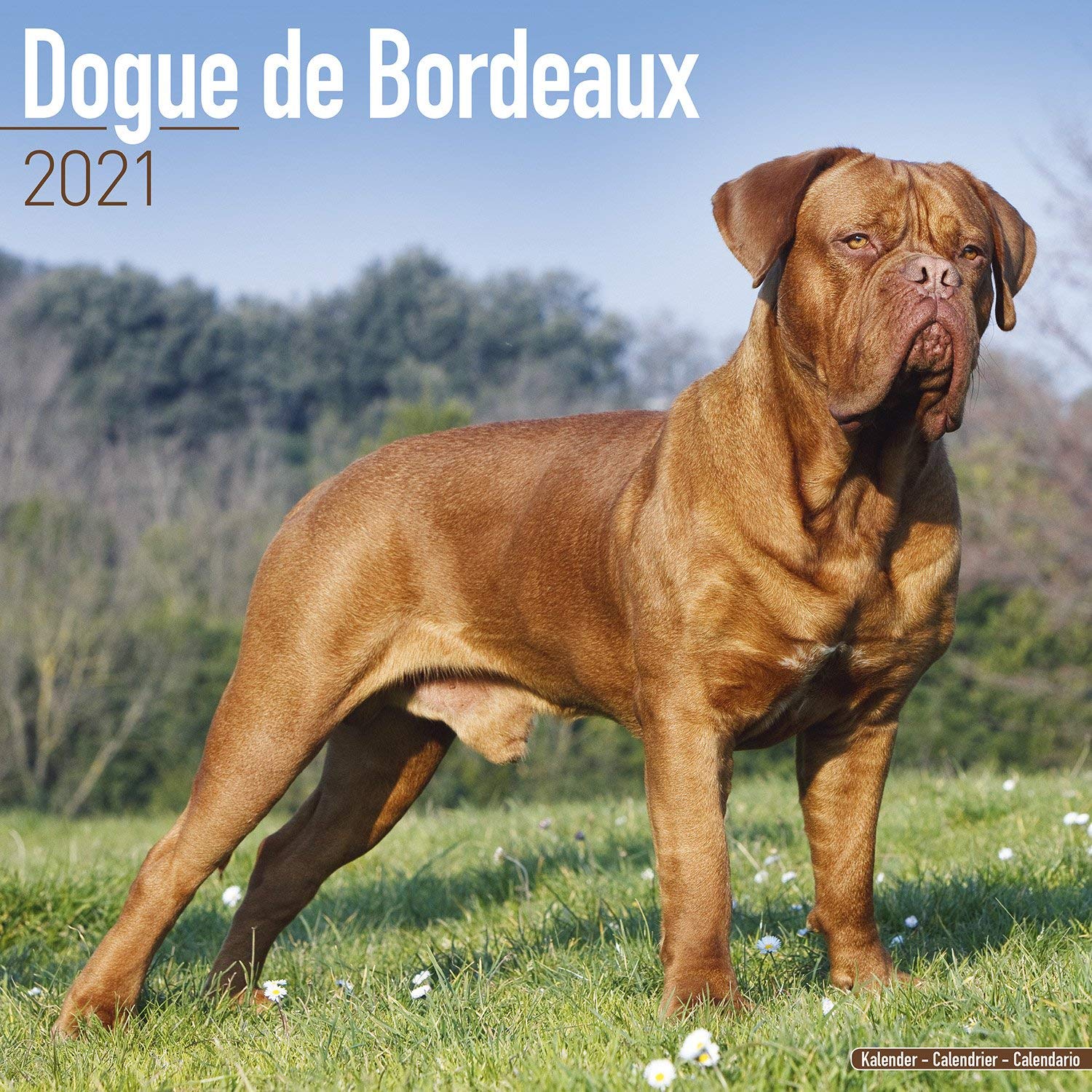 Dogue de Bordeaux Calendar 2026 | 16 months | with FREE Organisational Stickers