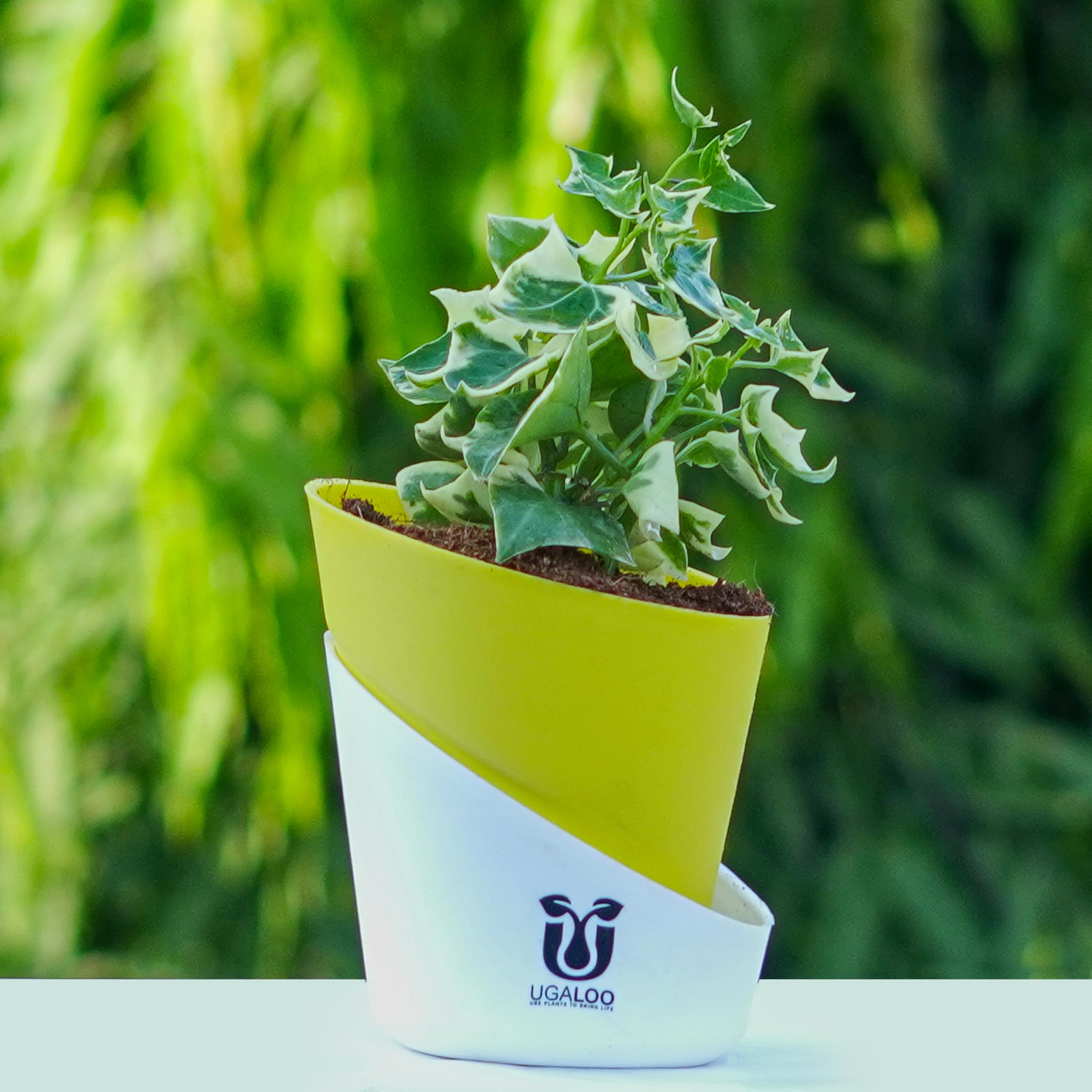 English Ivy (Hedera helix) Indoor Plants for Home & Office | with Self Watering Pot | Live Plants for Living Room | Air purifier plants | Plants for Home Decor | Oxygen plant veriegaded lvy-image-15