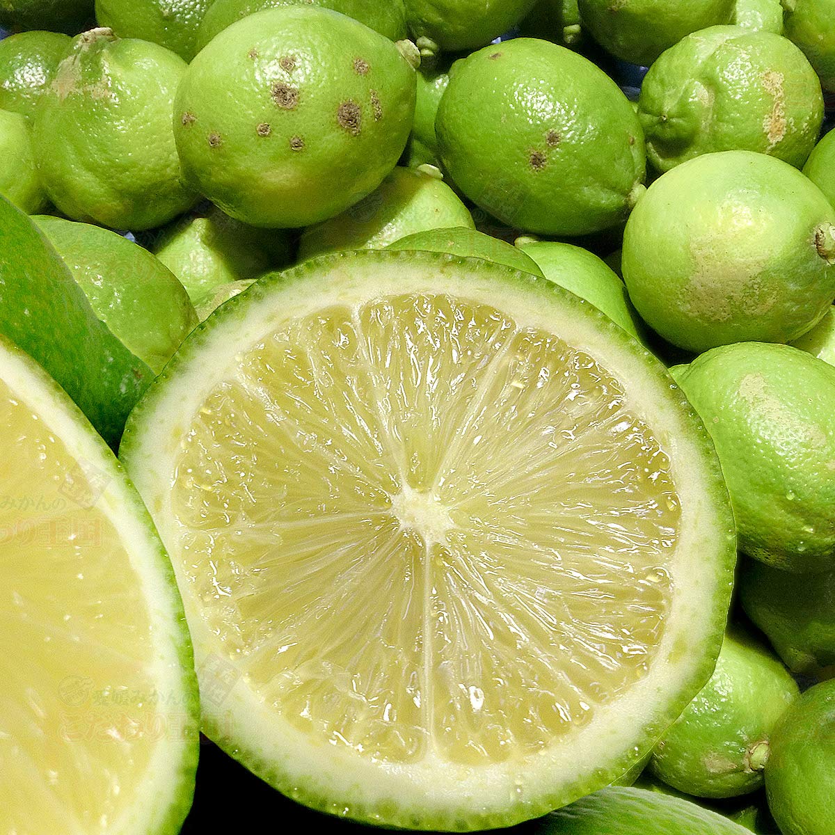 愛媛みかんの こだわり王国 愛媛県産 レモン 家庭用 自宅用 訳あり サイズ込み 不揃い 防腐剤・防かび剤不使用 ノーワックス 国産 檸檬 箱買い