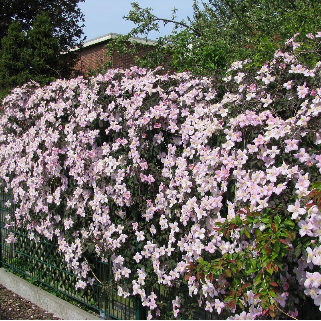 2 x Clematis Montana Rubens - Set di 2 piante rampicanti Clematis, rosa - piante rampicanti pluriennali fiorite/micrati e durature invernali - 2 vasi da 1,5 litri