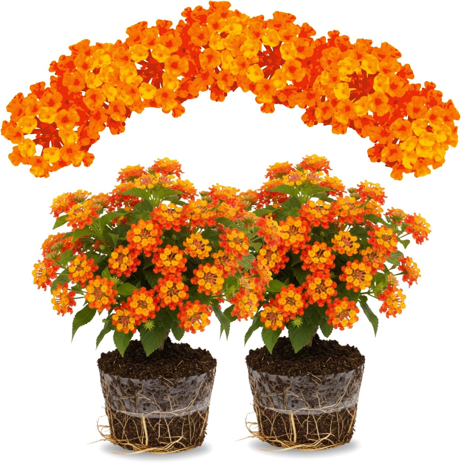 2 Lantana Plants Live for Planting Outdoor, 5-9" Lantana Trees Live Plants for Trailing, Fences Perennial Growing (Orange)