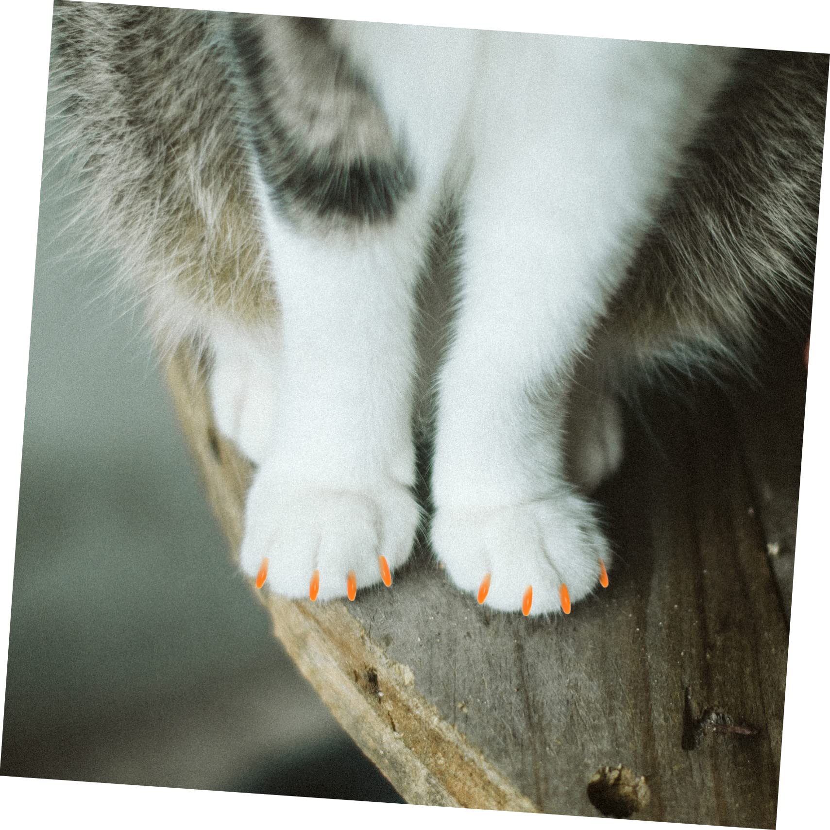 POPETPOP 480pièces Capuchons Colorés pour De Chat Colles Adhésives Douce Et pour Griffes Féline pour Prévenir Les Dommages Maison