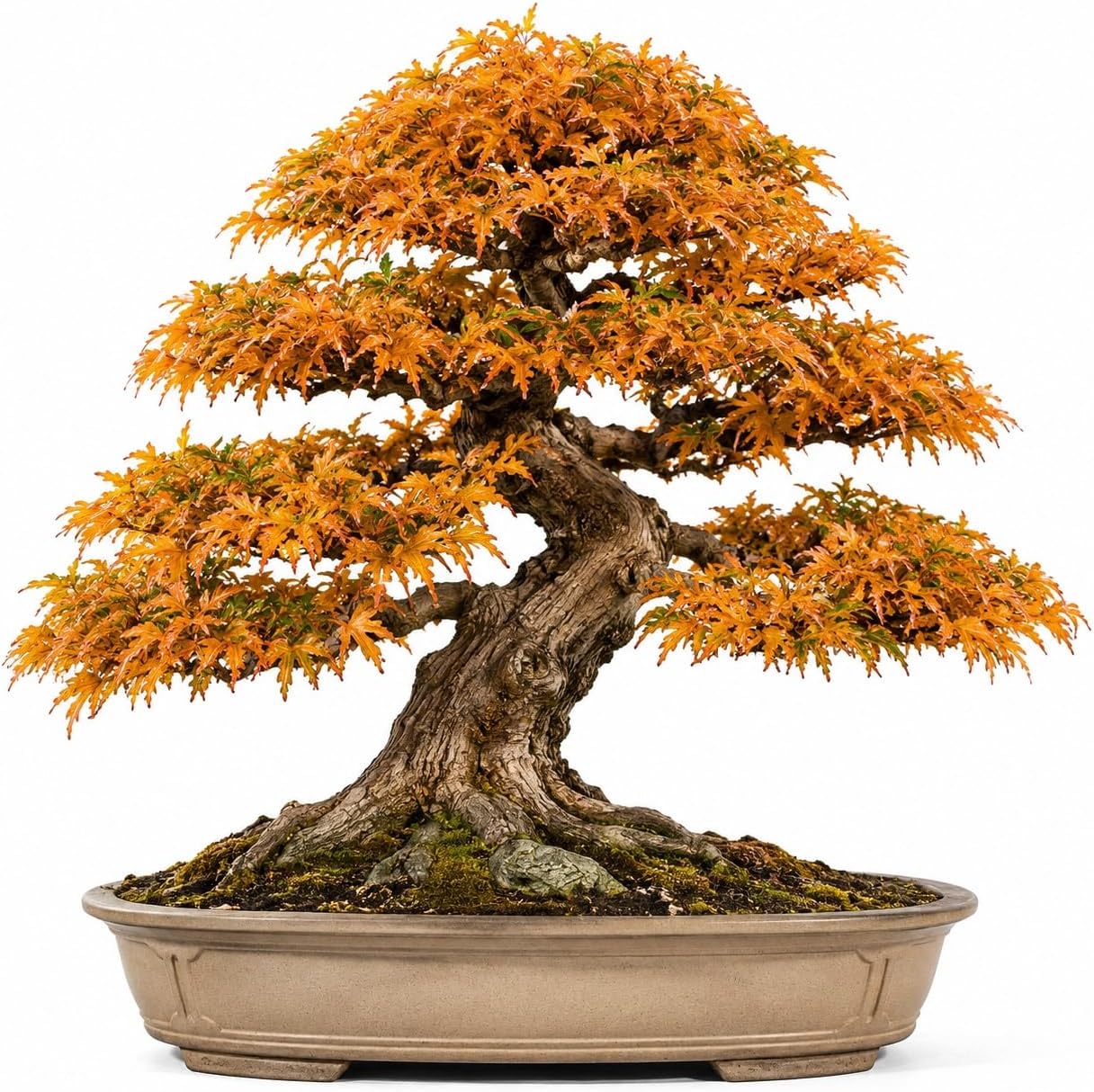 Bonsai Tree Seeds, Trident Maple | 20+ Seeds | Highly Prized for Bonsai, (Acer buergerianum) 20+Seeds