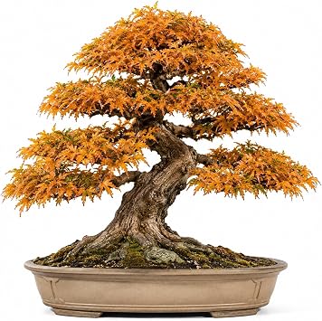 Bonsai Tree Seeds, Trident Maple | 20+ Seeds | Highly Prized for Bonsai, Acer buergerianum 20+Seeds