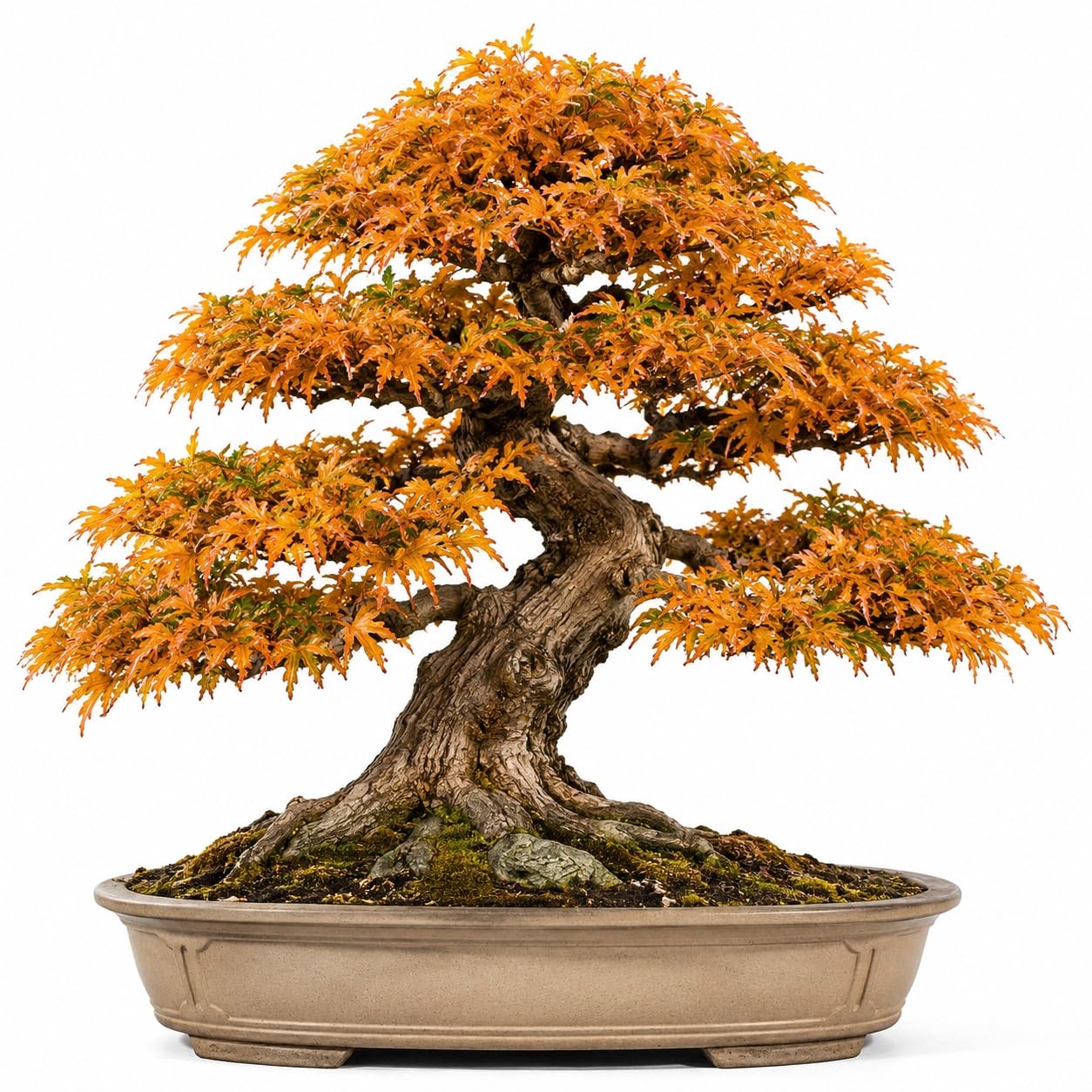 Amazon.com : Bonsai Tree Seeds, Trident Maple | 20+ Seeds | Highly