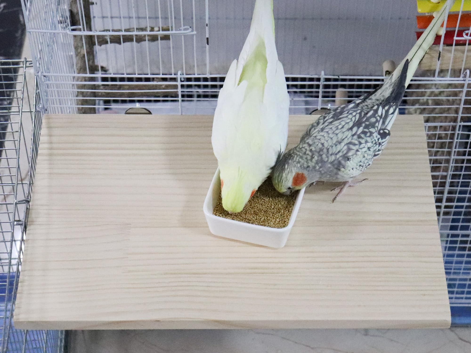 Große Vogel-Sitzstange, 55 x 35 cm, natürliches Holz, für Kleintiere, Käfigzubehör, rechteckiger Ständer, Sitzstange für Papageien, Sittiche, Nymphensittiche, Ratten, Hamster, Meerschweinchen, Conure