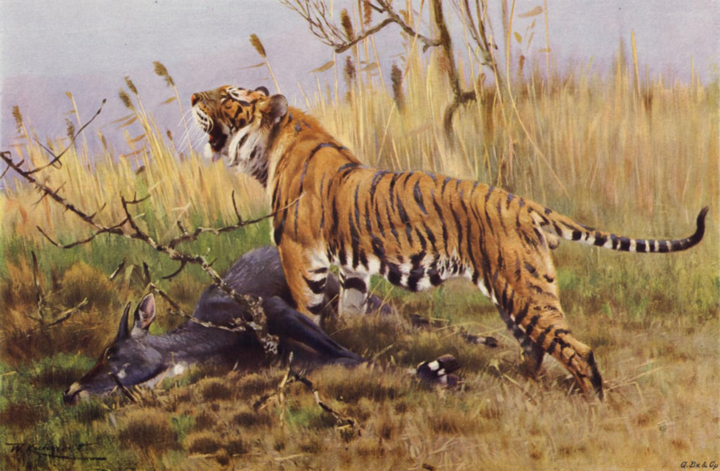 POSTERIIk Famous Modern Artwork Art Mural Tiger by After Wilhelm Kuhnert Oil Paintings Pictures for Home Decor 60x90cm