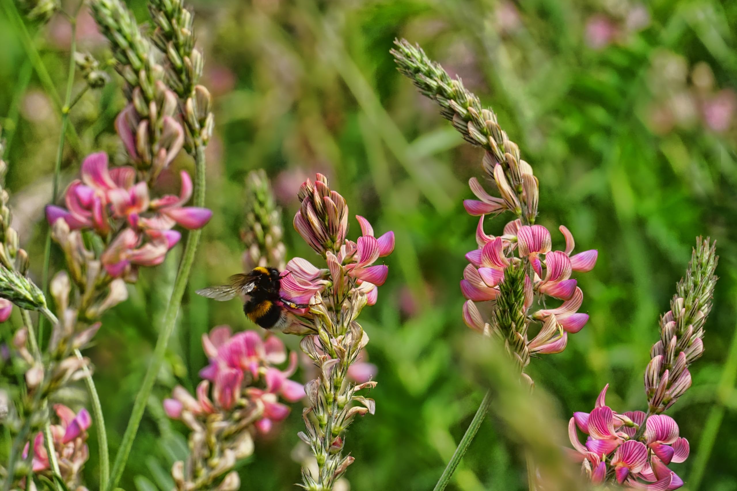 Esparsette (Onabrychis viciifolia) Samen. Saat-Esparsette oder auch Futter-Esparsette (20000 Samen = 400,0g)