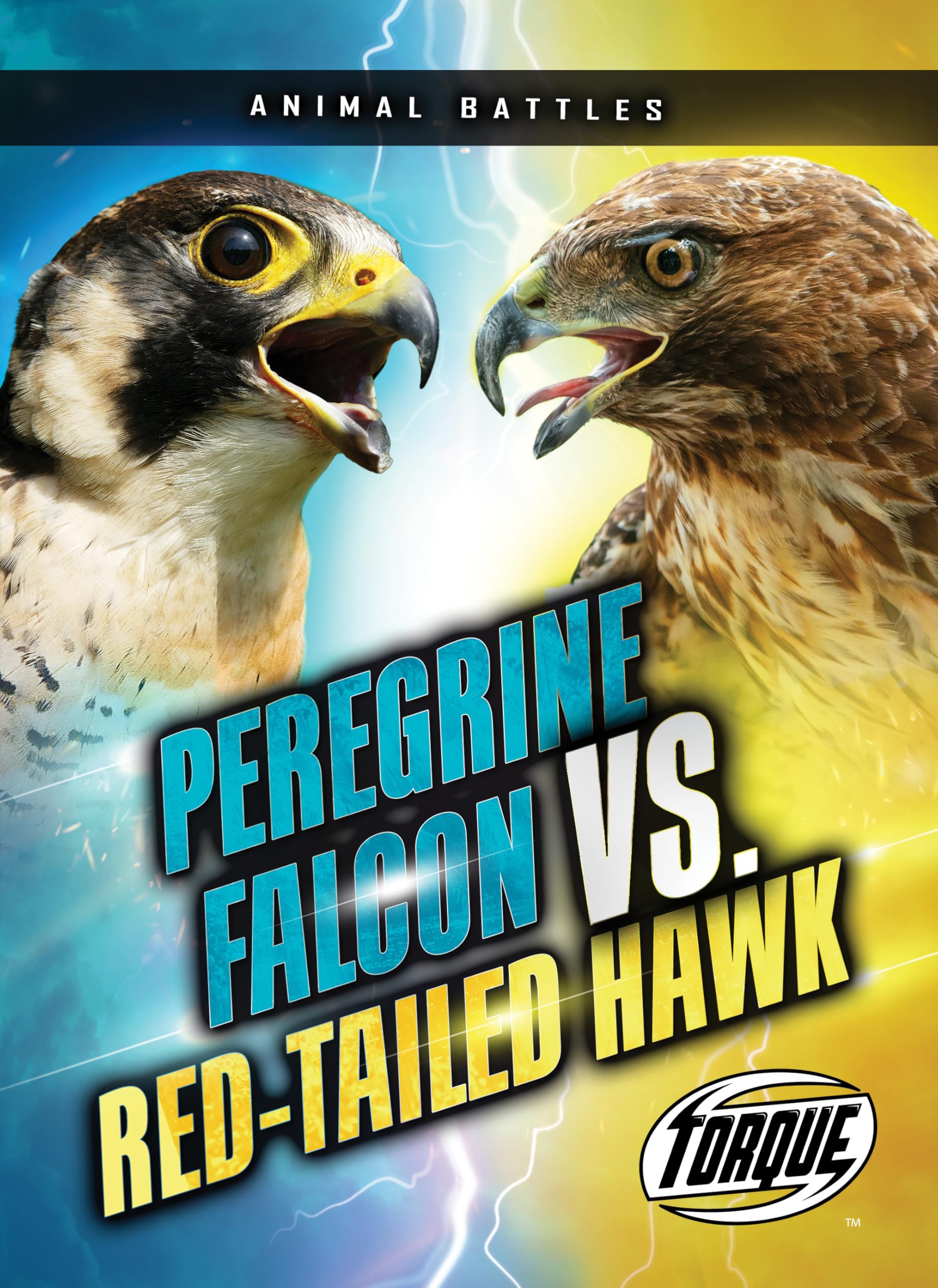 Peregrine Falcon vs. Red-Tailed Hawk (Animal Battles)