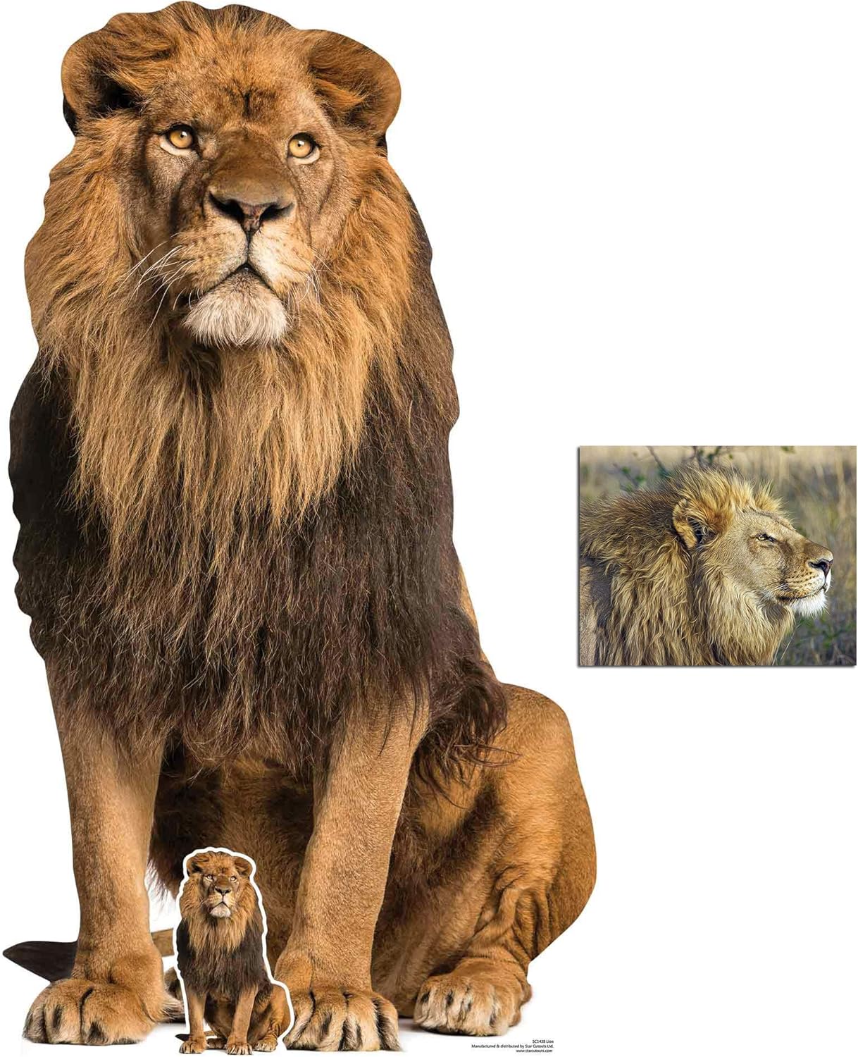 Lion Big Cat Lifesize Cardboard Cutout/Standup Fan Pack, 155cm x 87cm Includes Mini Cutout/Standup and 8x10 Photo
