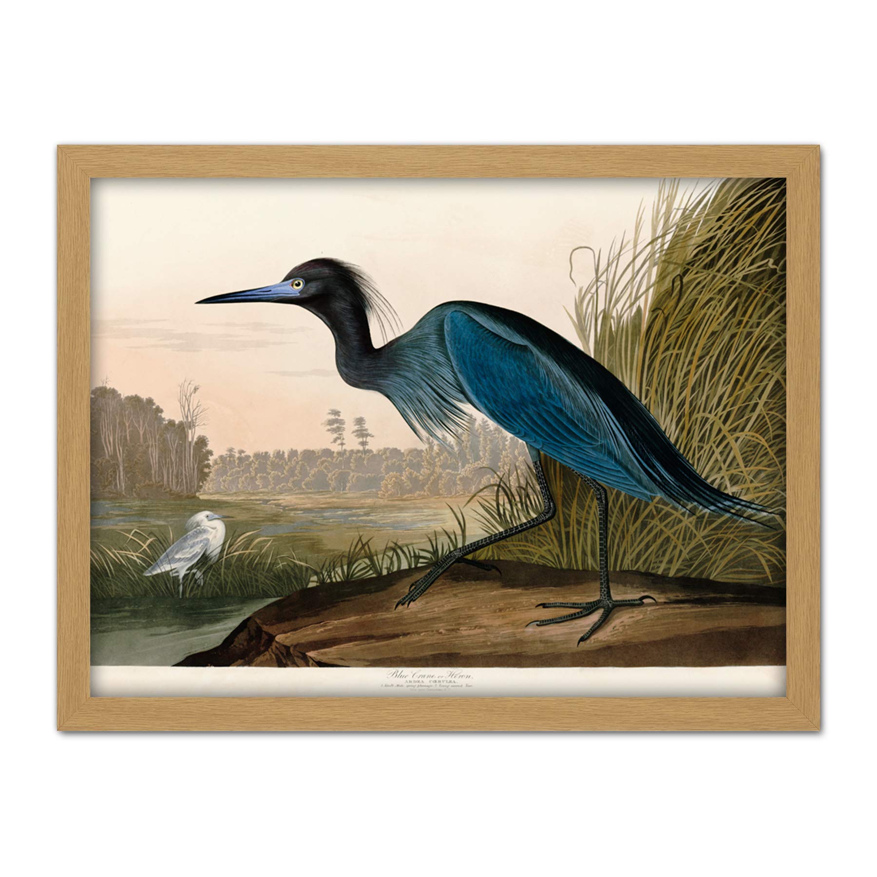 Artery8 Audubon Birds America Blue Crane Artwork Framed Wall Art Print 18X24 Inch