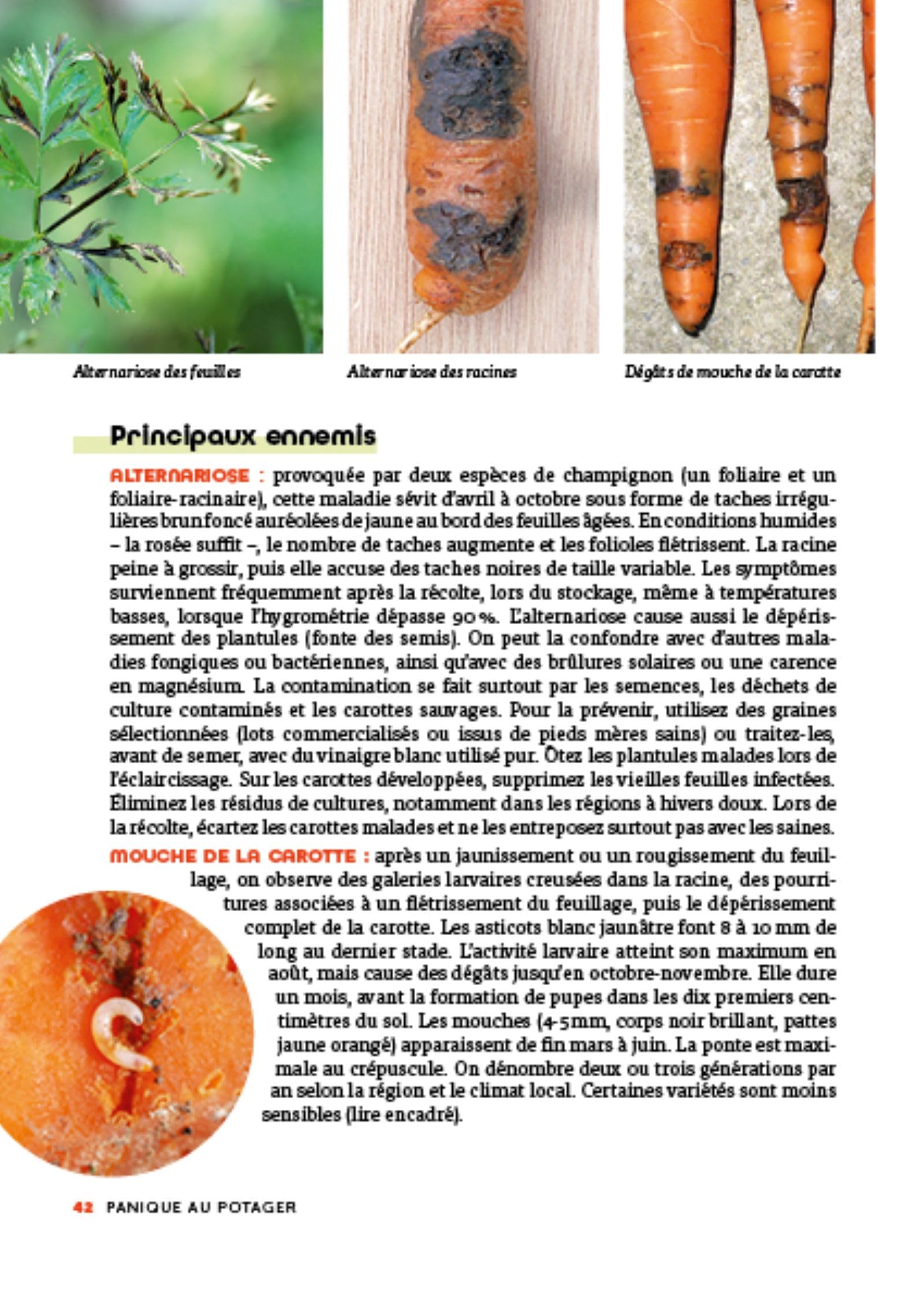 Panique au potager: Maladies et ravageurs - 45 légumes, petits fruits et aromatiques à protéger