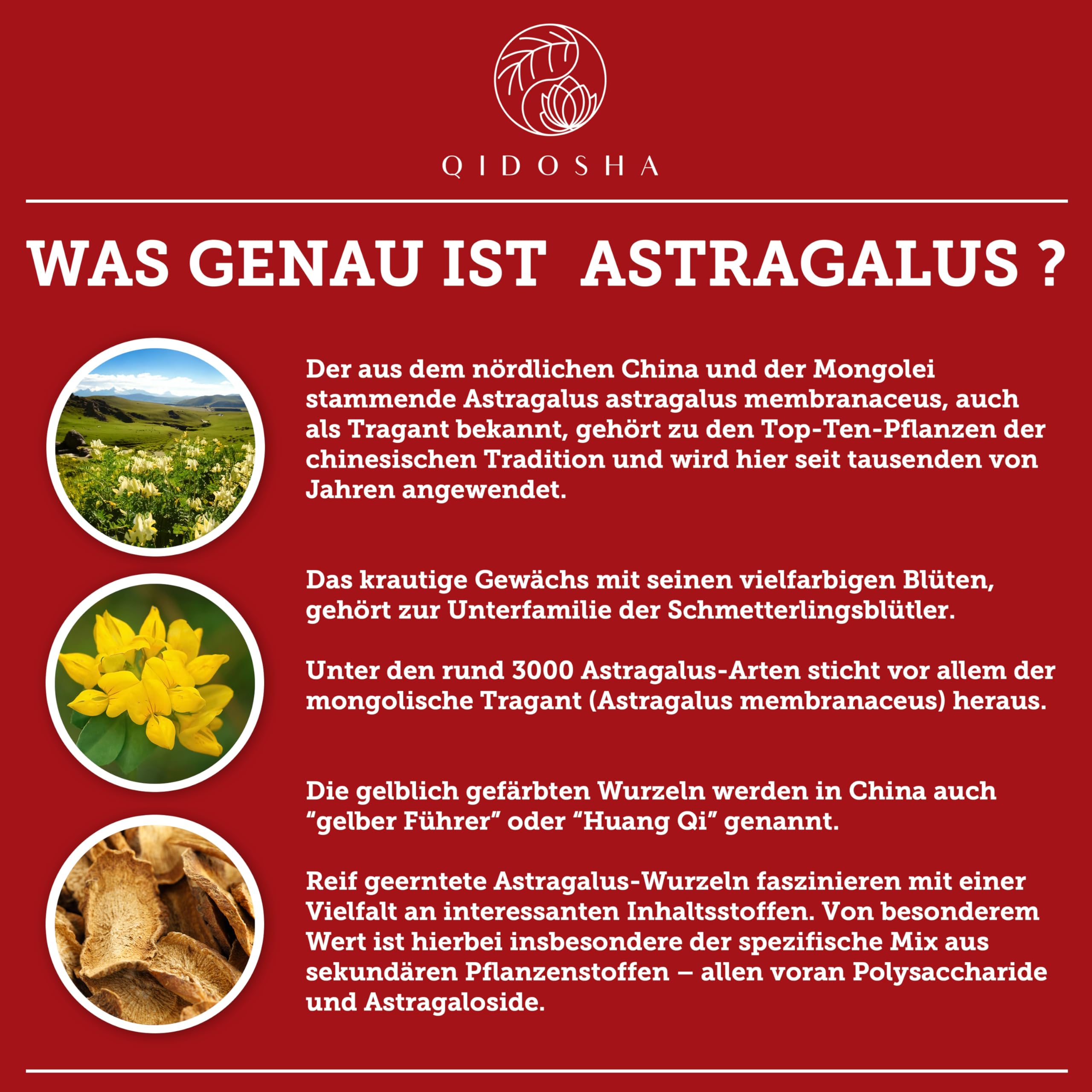 QIDOSHA® Astragaloside IV aus Astragalus-Wurzelextrakt plus Piperin, höchster Astragalosid IV Gehalt, 90 Kapseln im Apothekerglas, deutsche Fertigung, jede Charge laborgeprüft