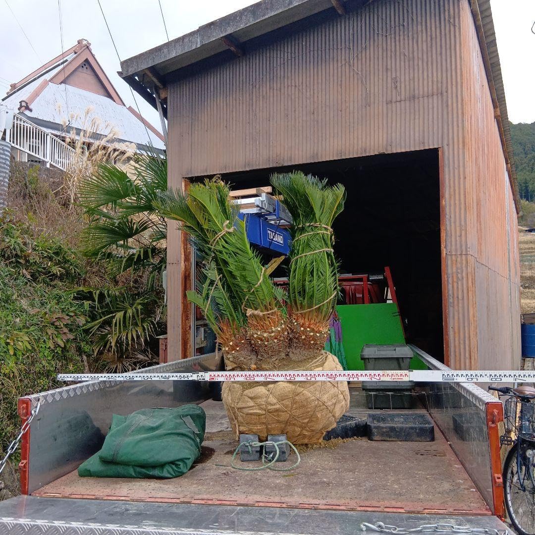 ソテツ(巨大株)インテリア用 ソテツ(インテリア用) 【公式通販】 ソテツ(巨大株)インテリア用 ソテツ(インテリア用) 【公式通販】