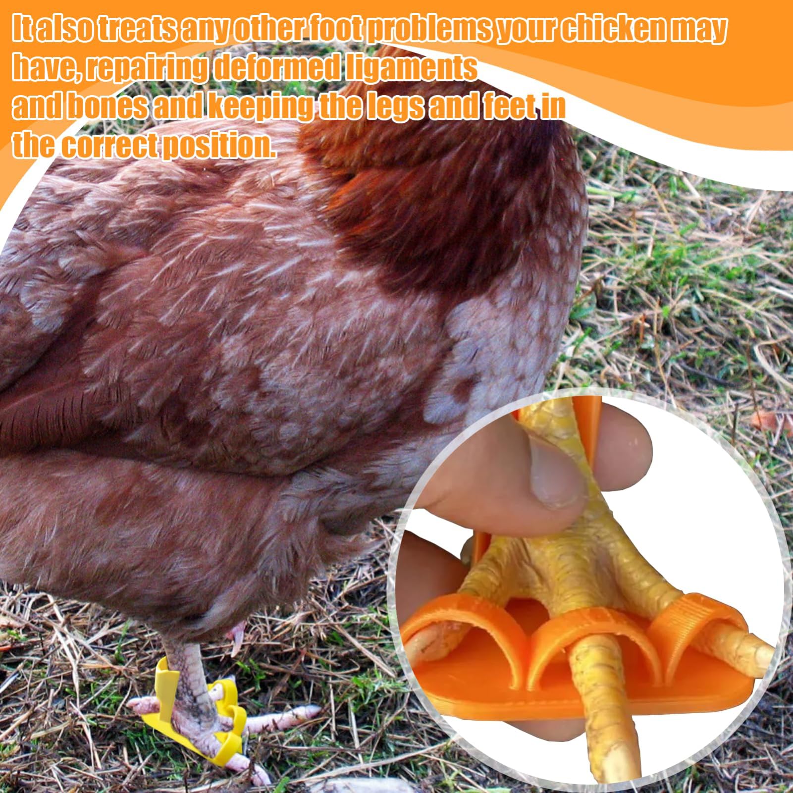 Attelle de fixation pour poules, canards et pattes d'oie - Attelle pour poules à différents stades de croissance - 10 bandes de soutien réglables pour coqs, pieds cassés, volailles, jeunes oiseaux