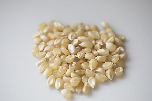 Miniatura 32 de Amish Country Popcorn Bolsa de 6 libras Granos de palomitas de maíz blancos medianos Anticuados, sin OMG y sin gluten