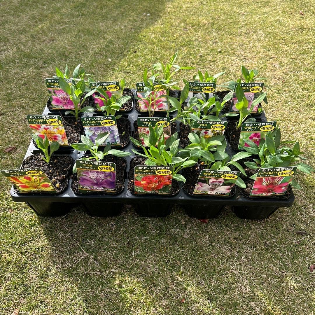 アルストロメリア苗　アルストロメリア球根　15苗価格 アルストロメリア苗 アルストロメリア球根 15苗