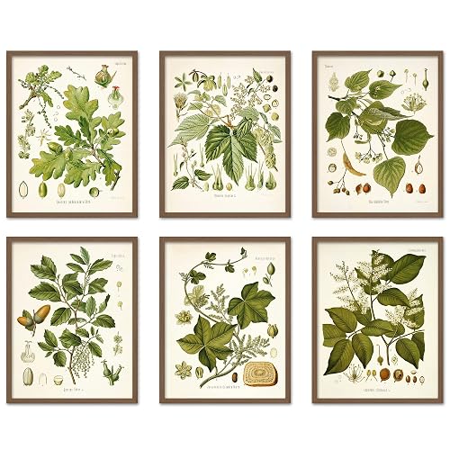 Vintage Botanical Wall Art Print, Set of 6 8x10 inches,