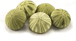 Sea Urchin 5 Green Sea Urchin Shells 1.5"-2.5" for Crafts and Decor